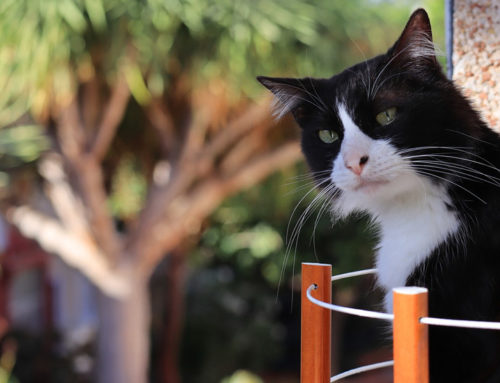 How to Keep Cats Off Your Balcony Railing