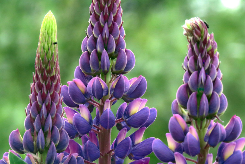 silver lupine